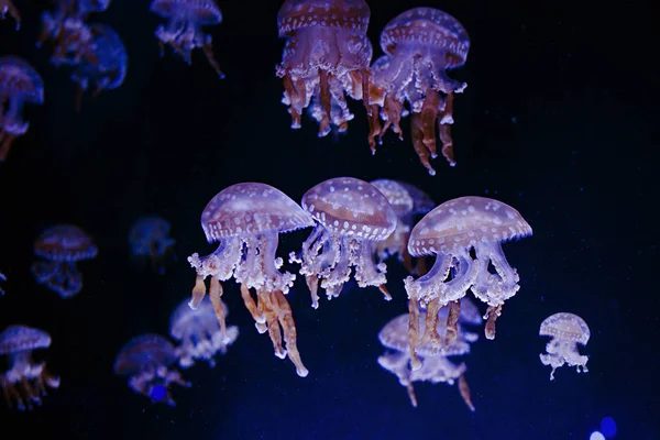 Удивительные Космические Гипнотические Красочные Мраморные Медузы Водой Аквариуме Темном Фоне — стоковое фото