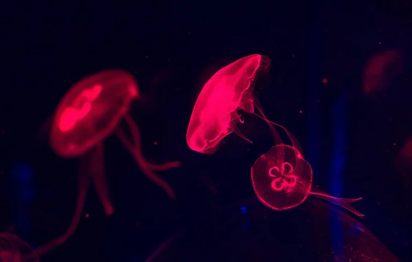 Ultraviolet colorful moon jellyfishes in water
