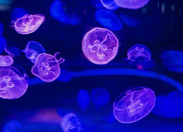 Ультрафиолетовые Разноцветные Лунные Медузы Воде — стоковое фото