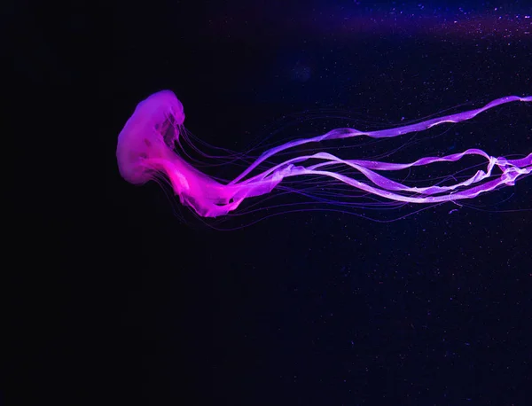 Красочная Малайзийская Медуза Тёмном Фоне — стоковое фото