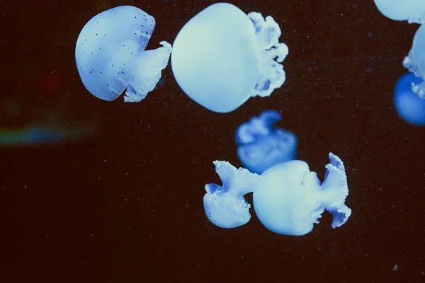 Ультрафиолетовые Разноцветные Лунные Медузы Воде — стоковое фото