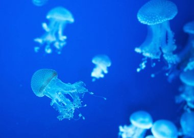 avustralya benekli denizanası mavi arka plan üzerinde sualtı