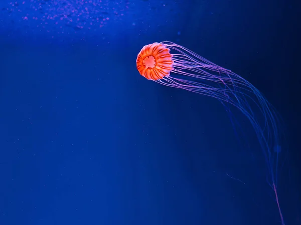 japanese sea nettle underwater on blue background