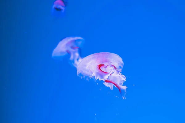 Молочная Морская Крапива Водой Голубом Фоне — стоковое фото