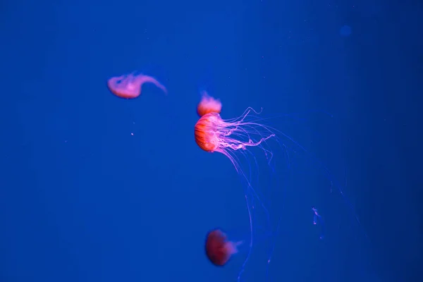 japanese sea nettle underwater on blue background