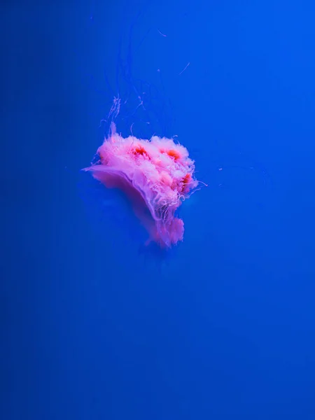 Lví Medúzy Pod Vodou Modrém Pozadí — Stock fotografie