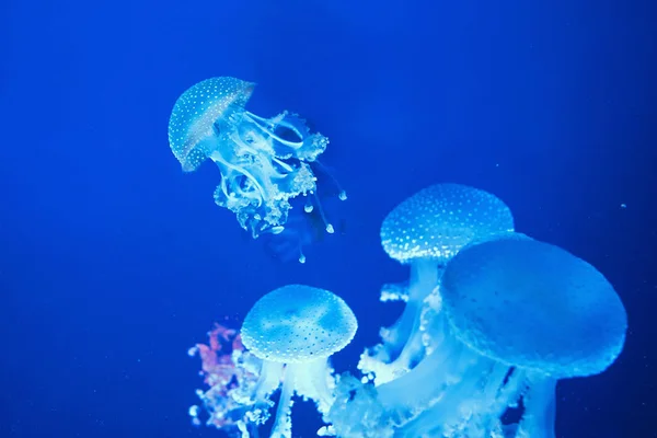 Medúzy Australským Viděním Pod Vodou Modrém Pozadí — Stock fotografie