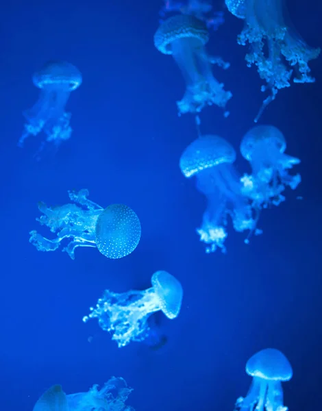 Австралийские Медузы Водой Синем Фоне — стоковое фото