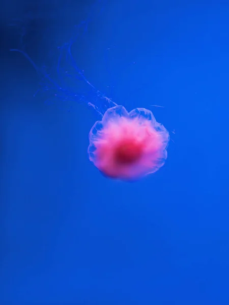 Lwia Grzywa Jellyfish Podwodne Niebieskim Tle — Zdjęcie stockowe