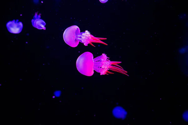 Пламенная Медуза Водой Голубом Фоне — стоковое фото