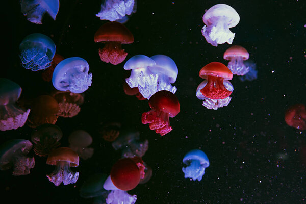 Amazing Unreal Colorful Cannonball Jellyfish Stomolophus Meleagris Underwater Dark Background Stock Image