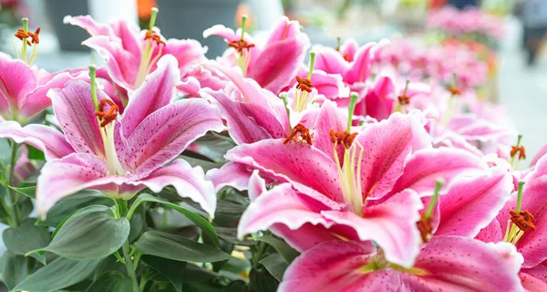 Pink Blooming Lily Garden — Stock Photo, Image