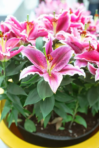 Pink Blooming Lily Garden — Stock Photo, Image