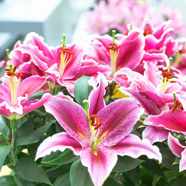 Pink Blooming Lily Garden — Stock Photo, Image