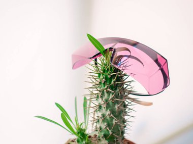  Pembe kaktüslü kap lazer epilasyon gözlüğünü korur. Saç kesme, lazer epilasyon, eğlence konsepti