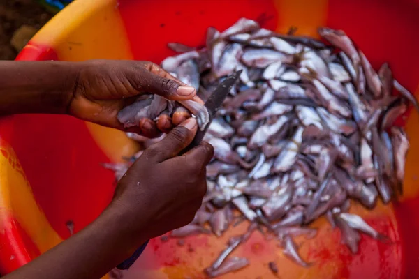 Yongoro Sierra Leona Junio 2013 África Occidental Mujer Desconocida Pescado — Foto de Stock