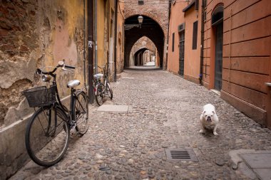 Ferrara, İtalya - 01 Mayıs 2018: Sokak bisiklet ve köpek Ferrara, Emilia-Romagna, İtalya'nın eski şehir ile
