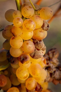Tatlı şarap üzüm, tipik küf üzüm Bolgheri Toskana İtalya'nın tatlı şaraplar için geç hasat