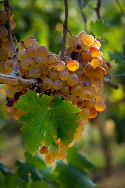 甘いワイン用ブドウ イタリア トスカーナ ボルゲリのデザート ワインの典型的なかび臭いブドウのレイト ハーヴェスト — ストック写真