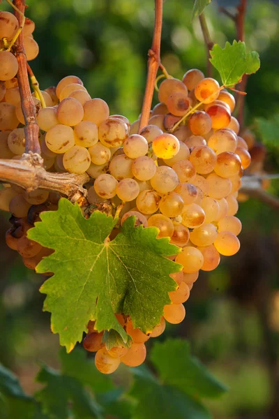 Colheita Tardia Das Uvas Para Vinho Doce Uvas Moídas Típicas — Fotografia de Stock