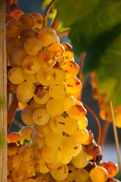 Spätlese Der Trauben Für Den Süßen Wein Die Typischen Muffigen — Stockfoto