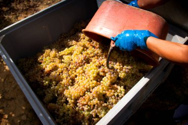 Bolgheri, Toskana, İtalya - hasat ve kontrollü Bolgheri kırmızı ve beyaz şaraplar kökeni mezhebi üzüm bağları Bakımı