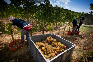 Bolgheri, Toskana, İtalya - hasat ve kontrollü Bolgheri kırmızı ve beyaz şaraplar kökeni mezhebi üzüm bağları Bakımı