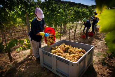 Bolgheri, Toskana, İtalya - hasat ve kontrollü Bolgheri kırmızı ve beyaz şaraplar kökeni mezhebi üzüm bağları Bakımı