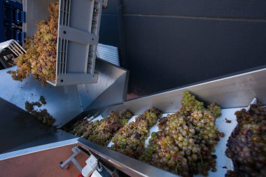Bolgheri, Toskana, İtalya - hasat ve kontrollü Bolgheri kırmızı ve beyaz şaraplar kökeni mezhebi üzüm bağları Bakımı
