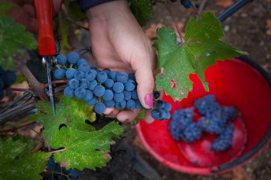 Bolgheri, Toskana, İtalya - hasat ve kontrollü Bolgheri kırmızı ve beyaz şaraplar kökeni mezhebi üzüm bağları Bakımı
