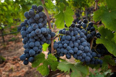 Bolgheri, Toskana, İtalya - hasat ve kontrollü Bolgheri kırmızı ve beyaz şaraplar kökeni mezhebi üzüm bağları Bakımı