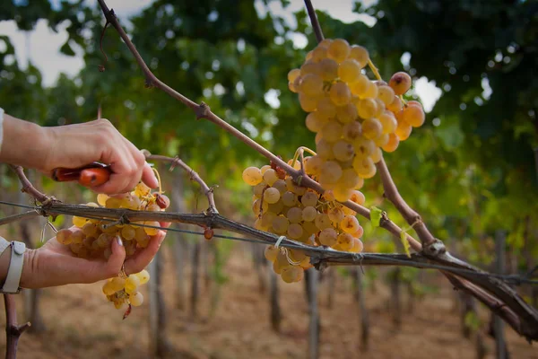 Bolgheri Toscana Italia Vendemmia Cura Dei Vigneti Della Denominazione Origine — Foto Stock