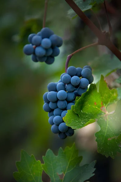 Bolgheri Tuscany Italy Harvest Care Vineyards Denomination Controlled Origin Bolgheri — Stock Photo, Image