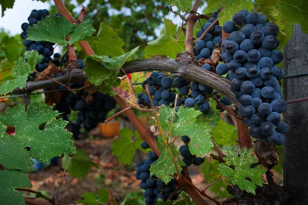 Bolgheri Toskana Italien Ernte Und Pflege Der Weinberge Der Kontrollierten — Stockfoto