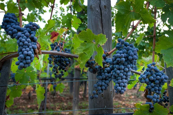 Bolgheri Toskana Italien Ernte Und Pflege Der Weinberge Der Kontrollierten — Stockfoto