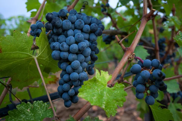 Bolgheri Toskana Talya Hasat Kontrollü Bolgheri Kırmızı Beyaz Şaraplar Kökeni — Stok fotoğraf
