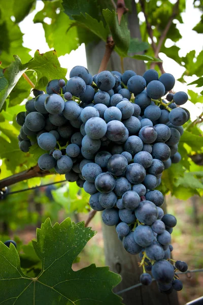 Bolgheri Toscane Italië Oogst Het Verzorgen Van Wijngaarden Van Benaming — Stockfoto