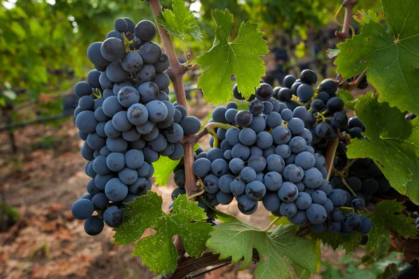 Bolgheri Toskana Italien Ernte Und Pflege Der Weinberge Der Kontrollierten — Stockfoto