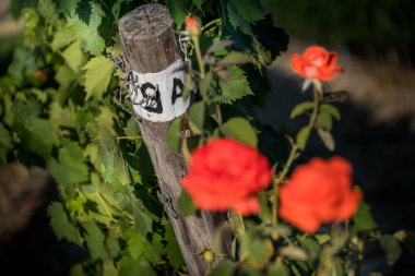 Pastina, Pisa, Toskana - Santa Luce ve Pastina Pisa ilinde, gül parfüm şarap, işleme ve kırmızı ve beyaz şarap üzüm bağları bakım arasındaki vadi
