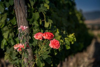 Pastina, Pisa, Toskana - Santa Luce ve Pastina Pisa ilinde, gül parfüm şarap, işleme ve kırmızı ve beyaz şarap üzüm bağları bakım arasındaki vadi
