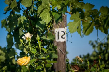 Pastina, Pisa, Toskana - Santa Luce ve Pastina Pisa ilinde, gül parfüm şarap, işleme ve kırmızı ve beyaz şarap üzüm bağları bakım arasındaki vadi