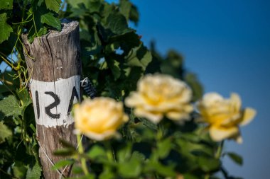 Pastina, Pisa, Toskana - Santa Luce ve Pastina Pisa ilinde, gül parfüm şarap, işleme ve kırmızı ve beyaz şarap üzüm bağları bakım arasındaki vadi