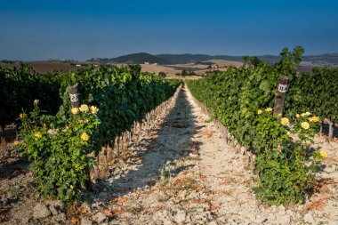 Pastina, Pisa, Toskana - Santa Luce ve Pastina Pisa ilinde, gül parfüm şarap, işleme ve kırmızı ve beyaz şarap üzüm bağları bakım arasındaki vadi
