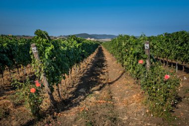 Pastina, Pisa, Toskana - Santa Luce ve Pastina Pisa ilinde, gül parfüm şarap, işleme ve kırmızı ve beyaz şarap üzüm bağları bakım arasındaki vadi