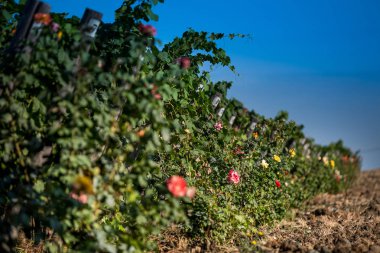 Pastina, Pisa, Toskana - Santa Luce ve Pastina Pisa ilinde, gül parfüm şarap, işleme ve kırmızı ve beyaz şarap üzüm bağları bakım arasındaki vadi