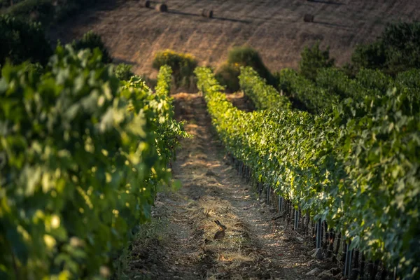 托斯卡纳 葡萄园中的野兔 红葡萄酒和白葡萄酒的加工和护理 — 图库照片