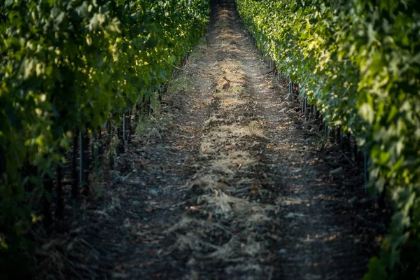 Pastina, Pisa, Toskana - tavşan işleme üzüm bağları arasında ve kırmızı ve beyaz şarap