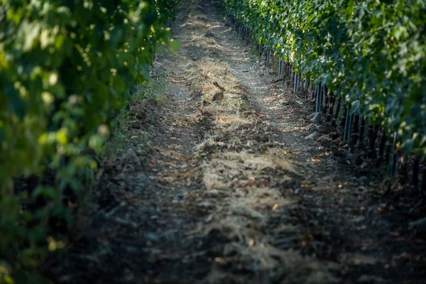 Pastina Pisa Tuscany Hare Vineyards Processing Care Red White Wine — Stock Photo, Image