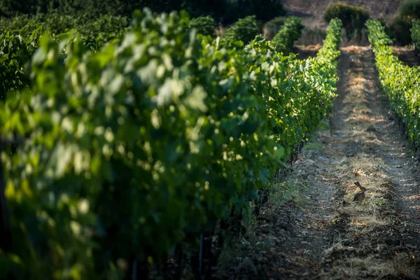 托斯卡纳 葡萄园中的野兔 红葡萄酒和白葡萄酒的加工和护理 — 图库照片