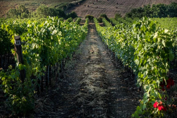 Pastina トスカーナ うさぎ処理 ブドウ畑の中で 赤と白ワインの世話 — ストック写真